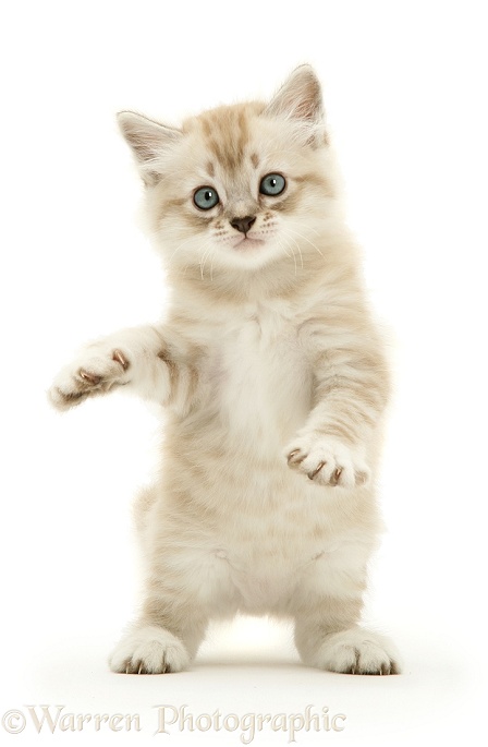 Birman-cross kitten dancing, white background