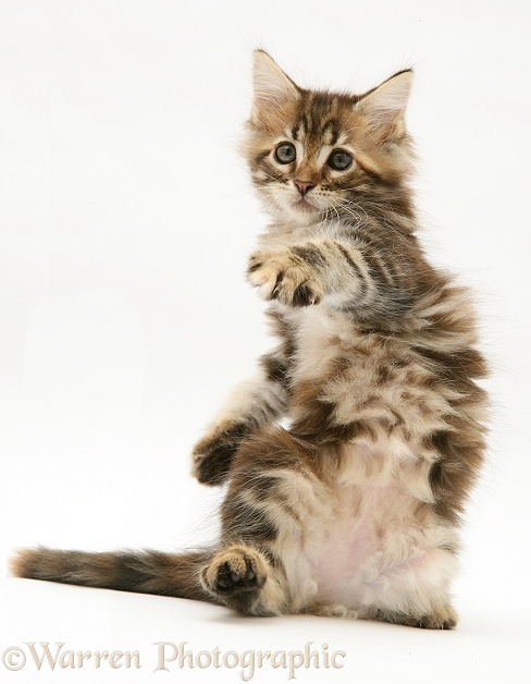 Tabby Maine Coon kitten dancing, white background