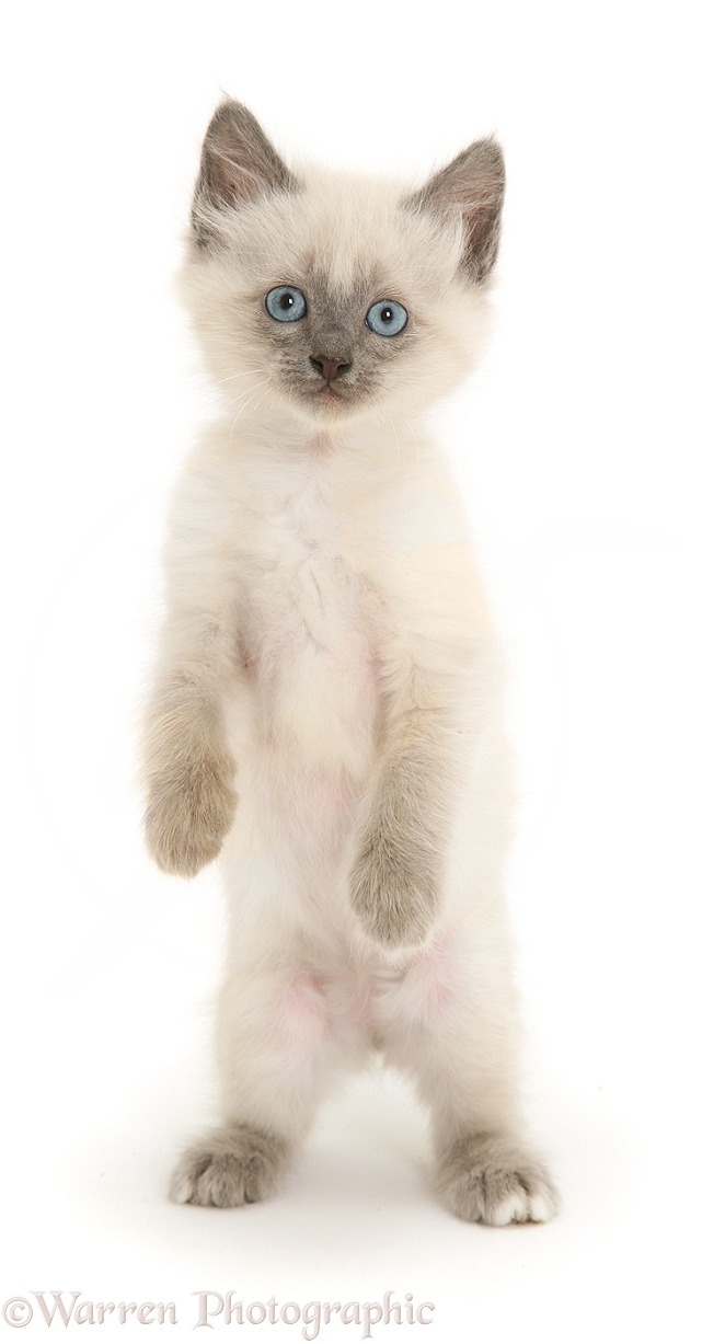 Blue-point Birman-cross kitten standing up, white background