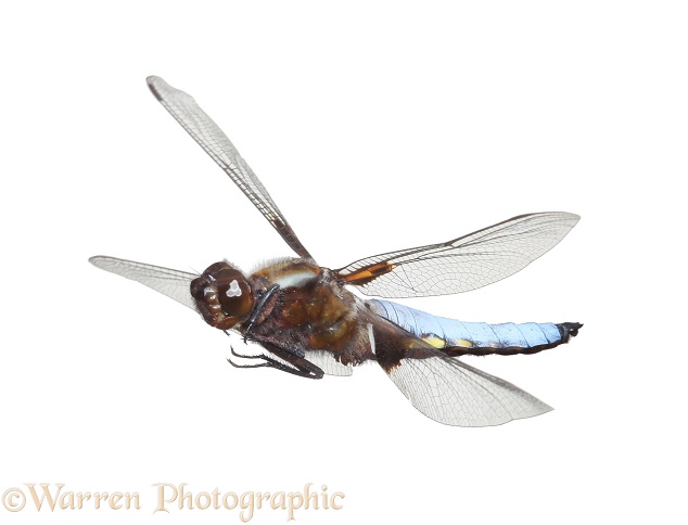 Broad-bodied Chaser Dragonfly (Libellula depressa) patrolling his territory, white background