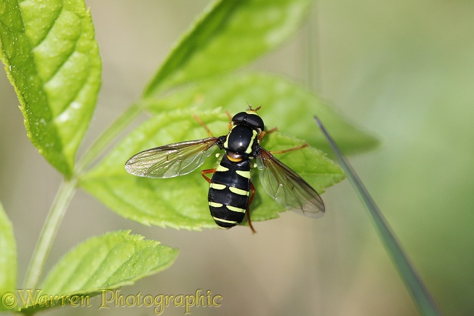 Hoverfly (Dasysyrphus venustus)