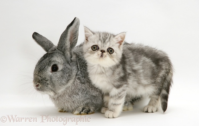 Silver Exotic kitten with silver Lop rabbit, white background