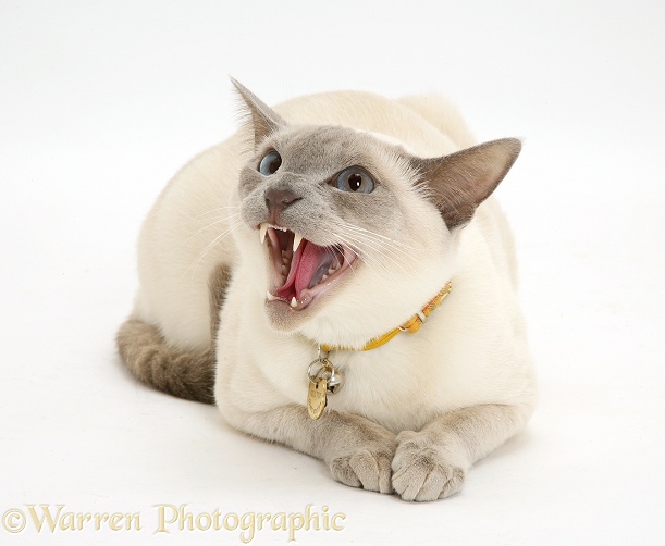 Siamese-cross cat, Isaac, hissing, white background