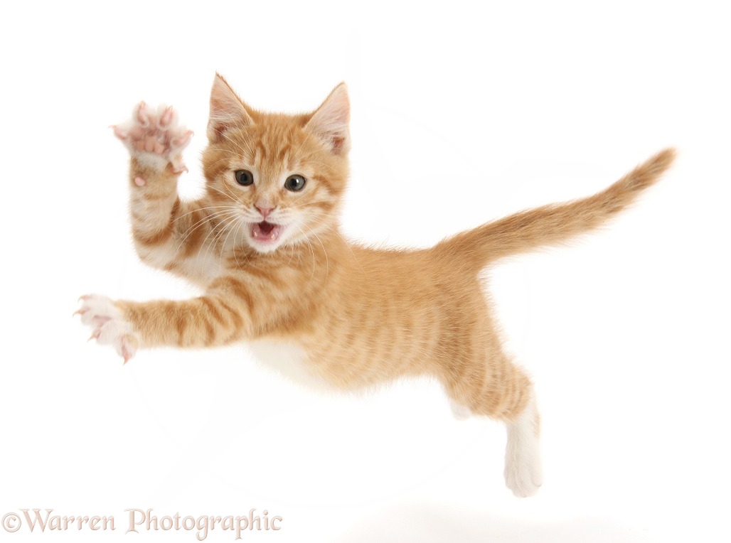 Ginger kitten, Tom, 10 weeks old, leaping with arms outstretched, white background