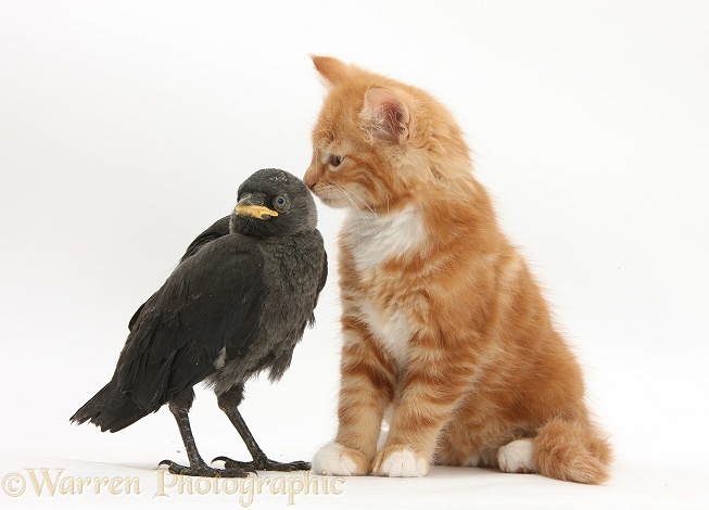 Ginger kitten, Butch, 10 weeks old, and baby Jackdaw (Corvus monedula), white background