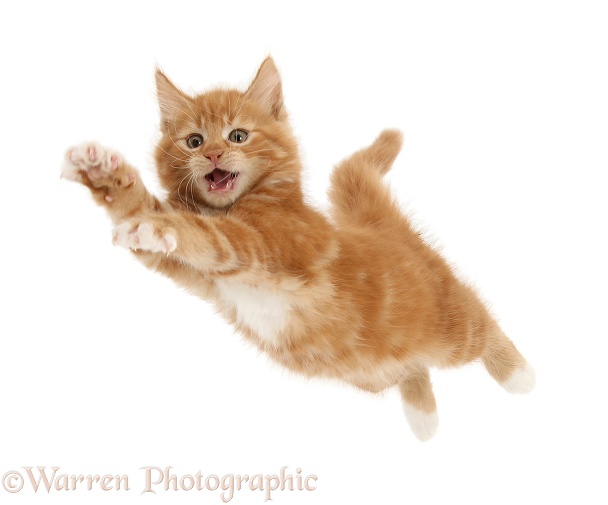 Ginger kitten, Butch, 10 weeks old, leaping with arms outstretched, white background