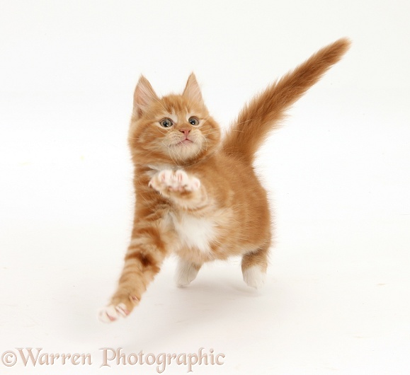 Ginger kitten, Butch, 10 weeks old, leaping with arms outstretched, white background
