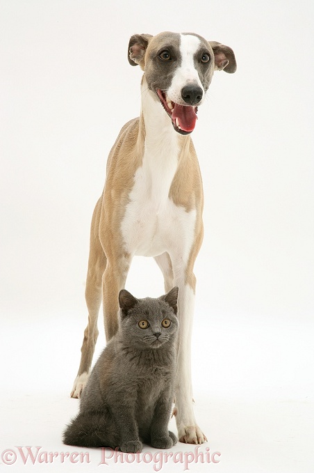 Whippet and grey kitten, white background