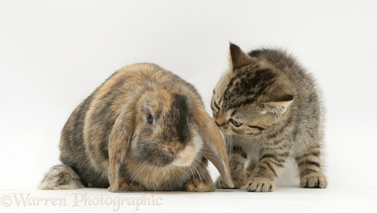 British Shorthair brown tabby female kitten with tortoiseshell Dwarf Lop rabbit, white background