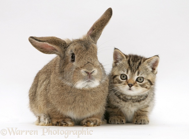 British Shorthair brown spotted tabby kitten with young agouti Lop rabbit, white background