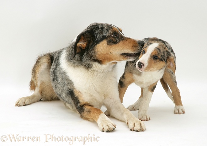 Merle Border Collie dog Kai with his merle pup Kailie, 8 weeks old, white background