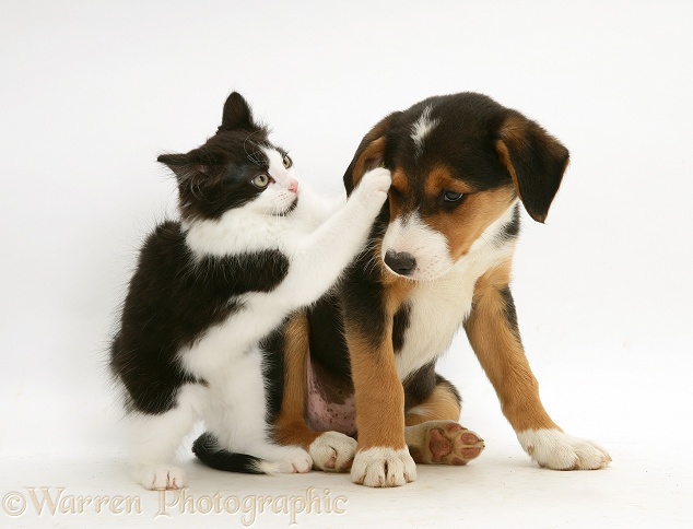 Black-and-white Nancy kitten with tricolour Border Collie pup, 8 weeks old, white background