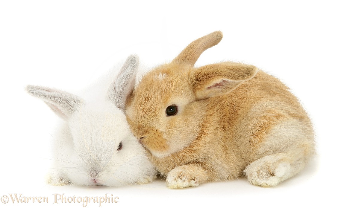 Baby white and sandy Lop rabbits, white background