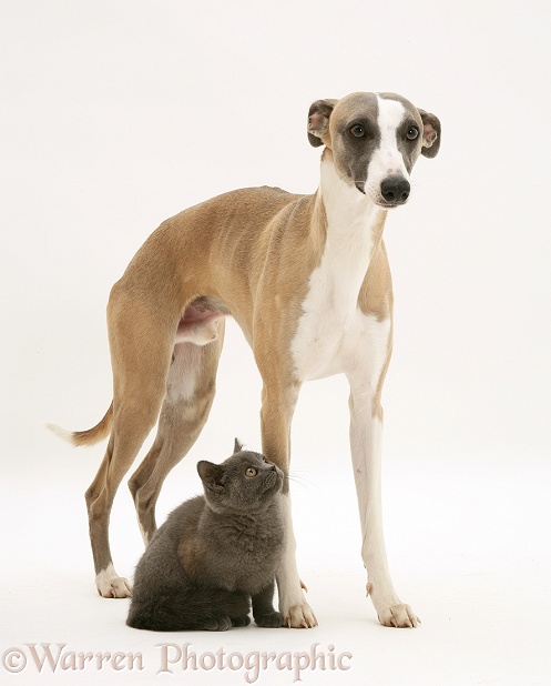 Whippet and grey kitten, white background