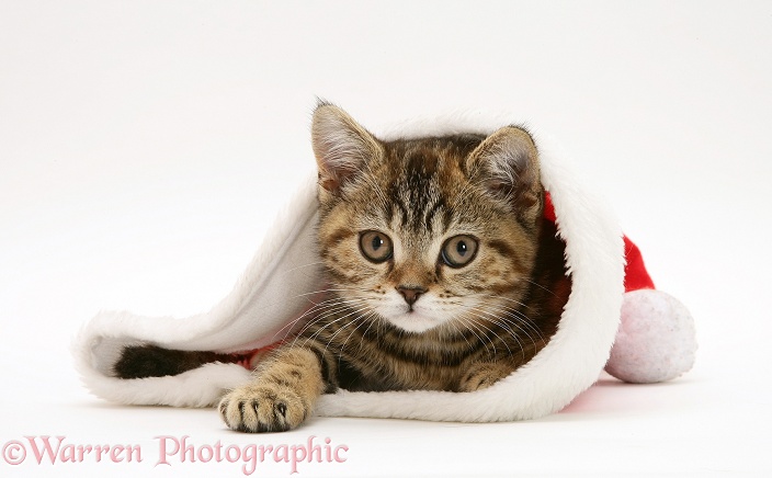 Tabby cat, Tiger Lily, in a Father Christmas hat, white background