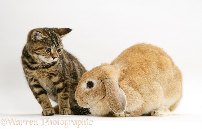 Tabby kitten and Sandy Lop rabbit, white background