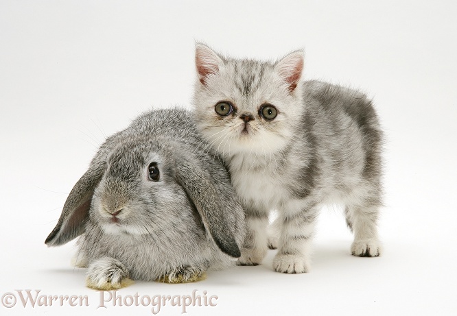 Silver Exotic kitten, 9 weeks old, with Silver Lop rabbit, white background