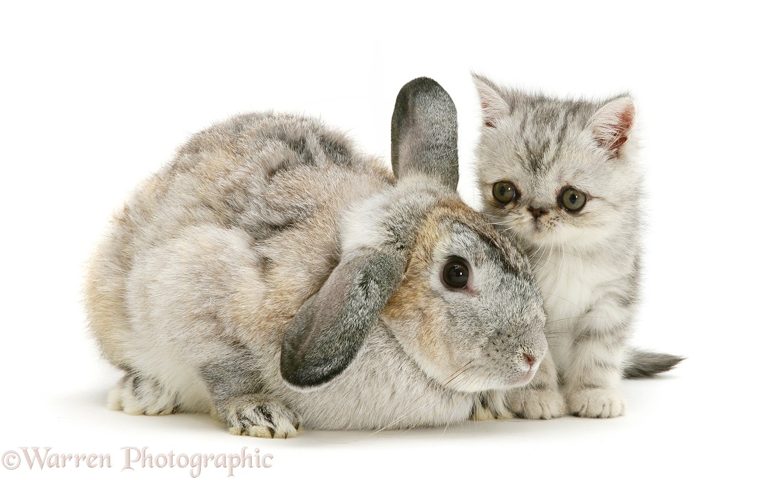 Silver Exotic kitten, 9 weeks old, with Silver Lop rabbit, white background