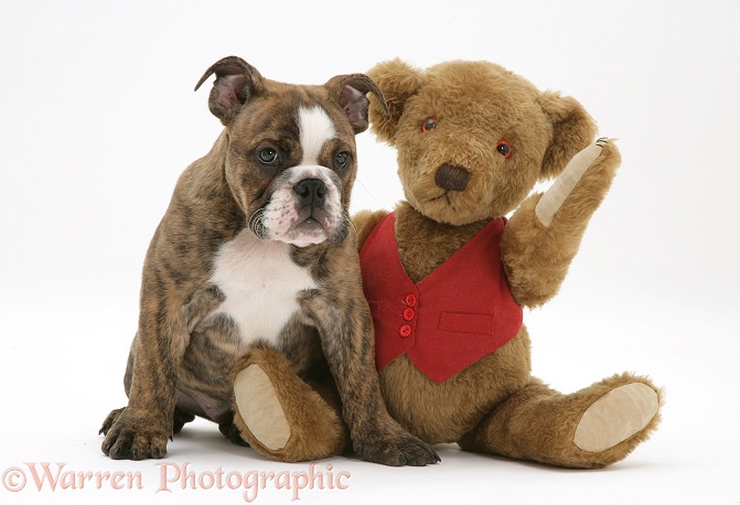 Brindle Bulldog pup Olivia, 13 weeks old, and teddy bear, white background