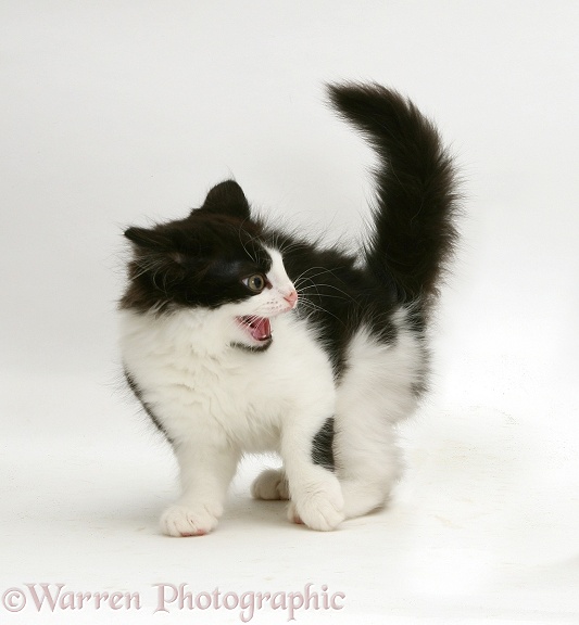 Black-and-white kitten snarling, white background