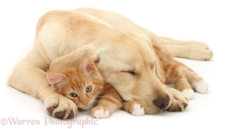 Ginger kitten, Butch, 10 weeks old, and sleepy Yellow Labrador Retriever pup, white background