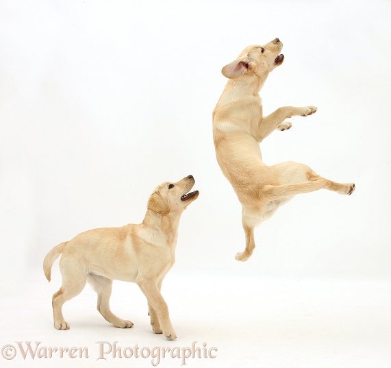 Yellow Labrador pups, 5 months old, leaping and playing, white background