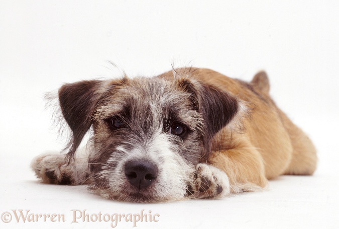 Patterdale x Jack Russell Terrier pup, Jorge, 14 weeks old, lying with chin on the floor, white background