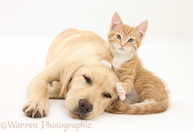 Ginger kitten, Tom, 10 weeks old, and sleepy Yellow Labrador Retriever pup, white background