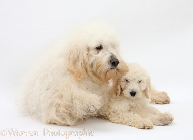 White Labradoodle bitch and pup, white background