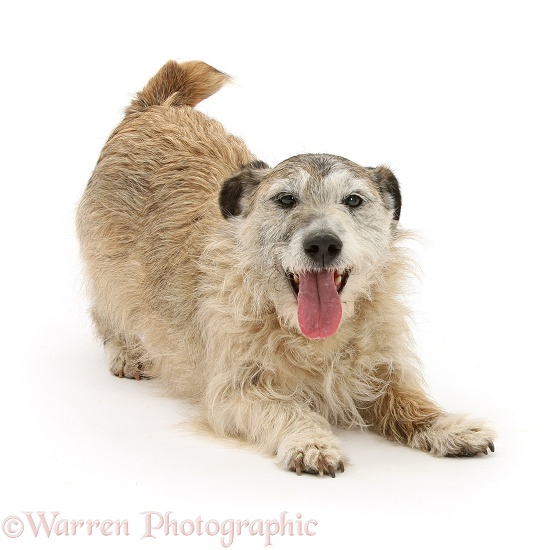 Patterdale x Jack Russell Terrier, Jorge, in play-bow, white background