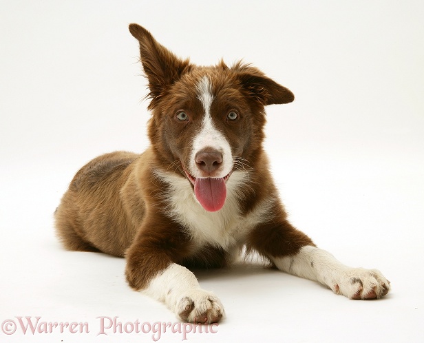 Chocolate-and-white Border Collie pup, Milo, lying with head up, white background
