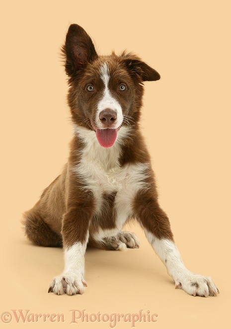 Chocolate-and-white Border Collie pup, Milo, white background