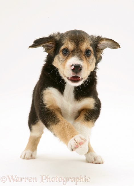 Tricolour Border Collie pup running, white background
