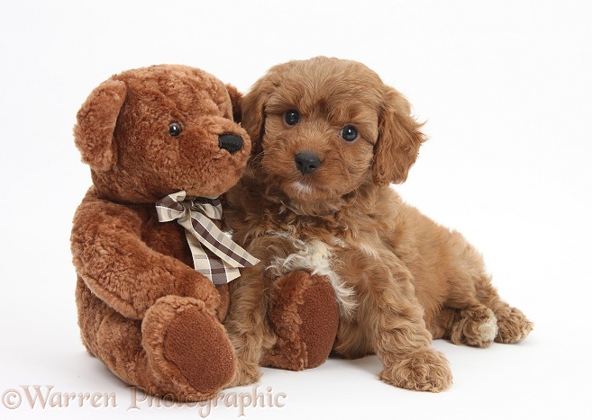 Cavapoo pup, 6 weeks old, and soft teddy bear, white background