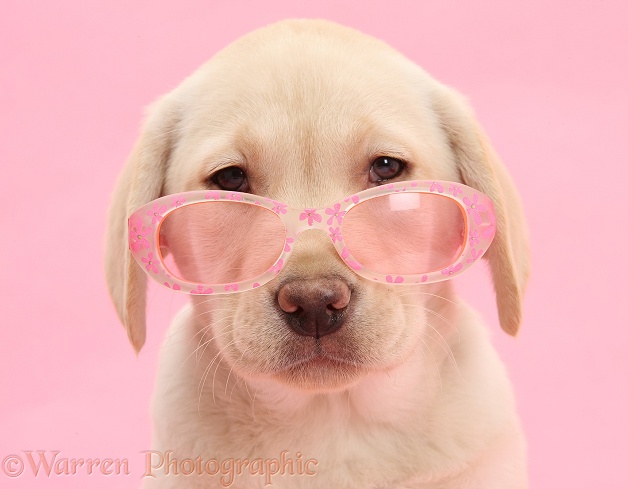 Yellow Labrador Retriever pup, 10 weeks old, wearing a child's pair of rose tinted sunglasses