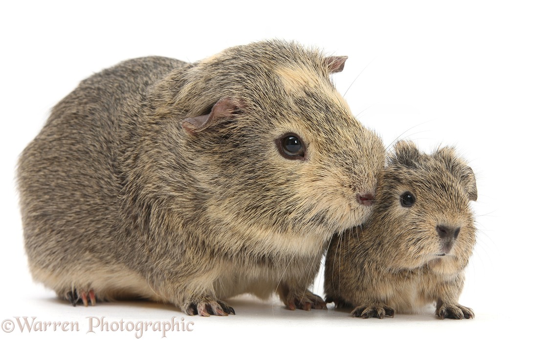 Yellow-agouti adult and baby Guinea pigs, white background