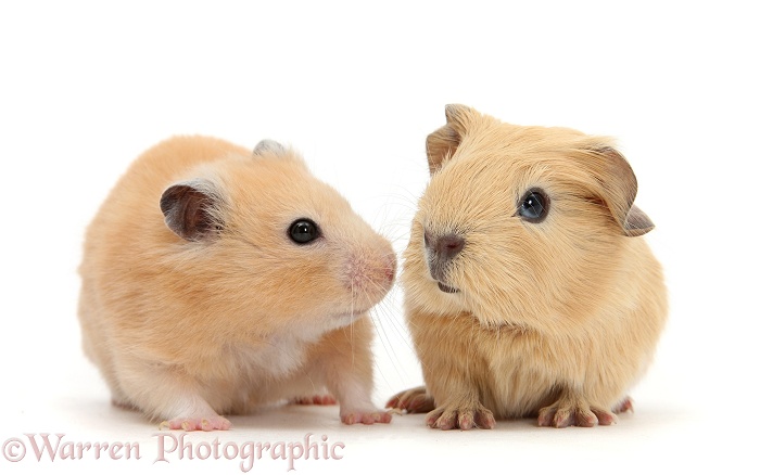Baby Guinea pig and Golden Hamster, white background