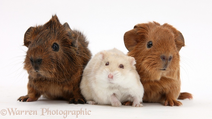 Baby Guinea pigs and Russian Hamster, white background