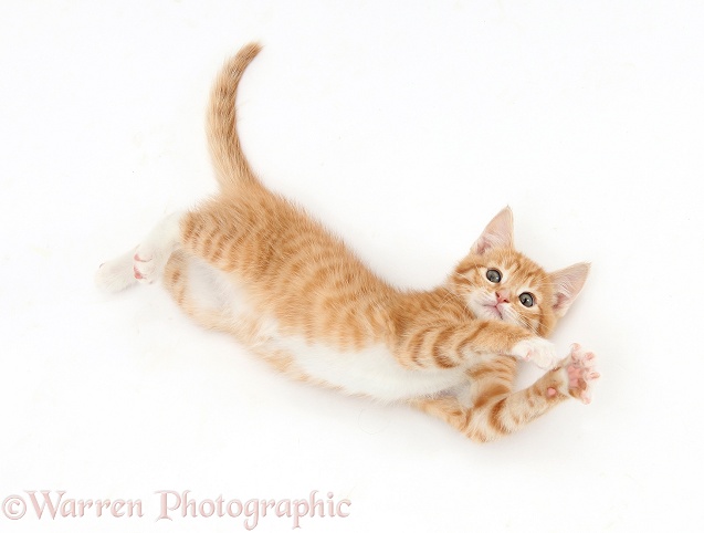 Ginger kitten, Tom, 9 weeks old, rolling playfully, white background