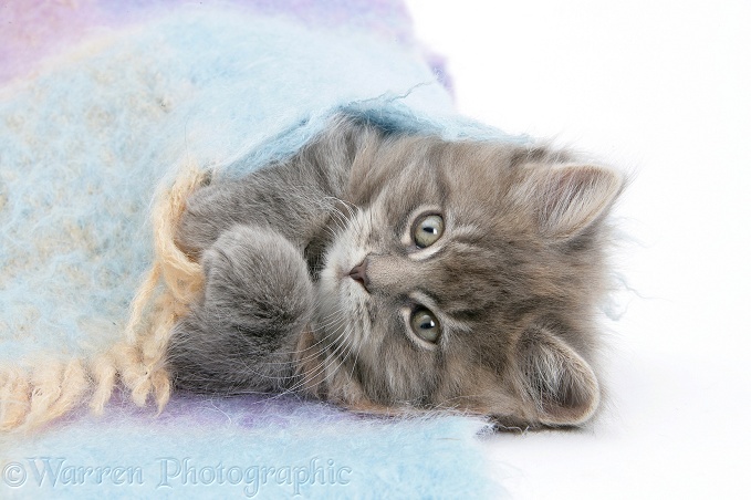 Maine Coon kitten under a blanket, white background