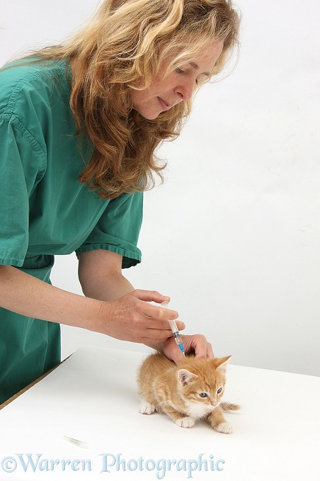 Vet giving a ginger kitten, Tom, 8 weeks old, his primary vaccination, white background