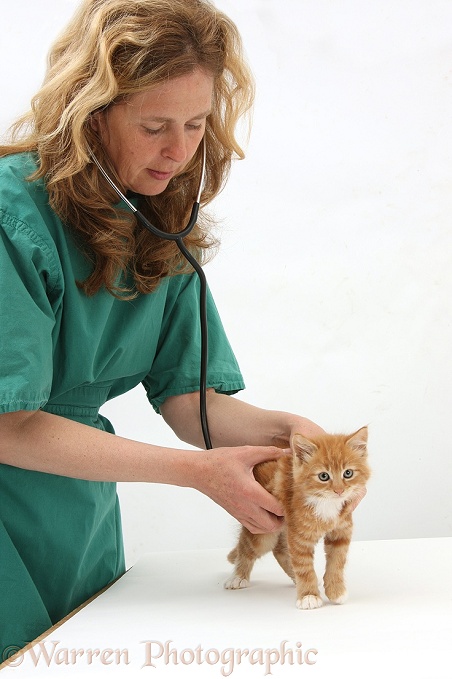 Vet using a stethoscope to listen the chest and heart of ginger kitten, Butch, 8 weeks old, white background