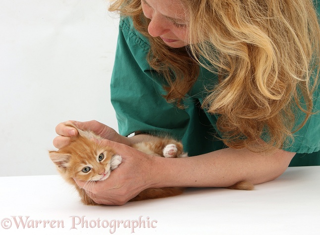 Vet examining ear of ginger kitten, Butch, 8 weeks old, white background