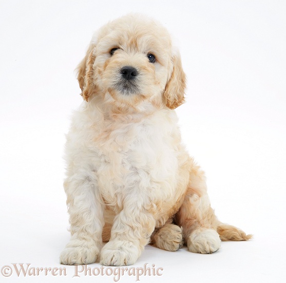 Miniature Goldendoodle pup, 7 weeks old, sitting, white background