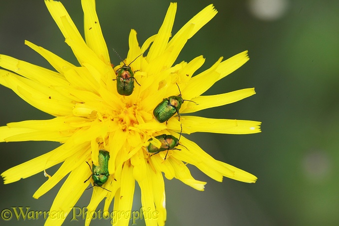Leaf beetles (Cryptocephalus hypochaeridis) on hawkweed flower