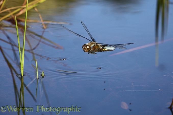 Broad-bodied Chaser Dragonfly (Libellula depressa) male flying over a pond on which there are whirligig beetles