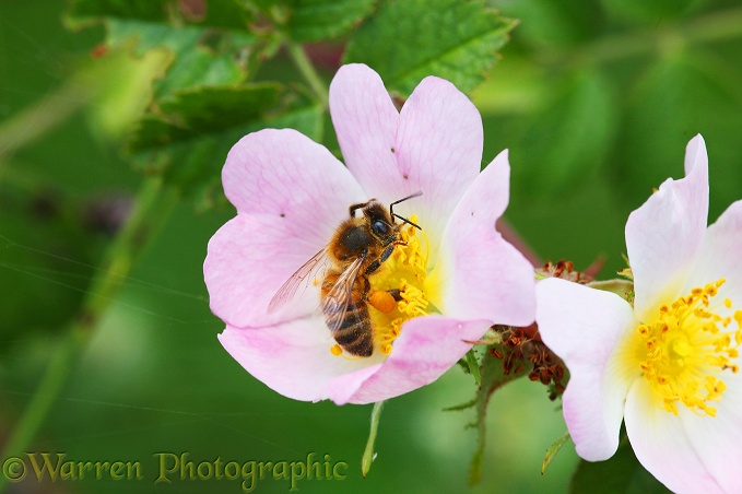 Honey Bee (Apis mellifera) worker on Dog Rose (Rosa canina)
