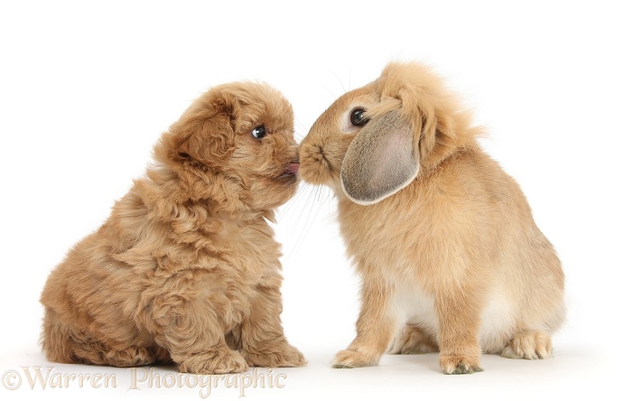 Peekapoo pup nose-to-nose with Sandy Lop rabbit, white background