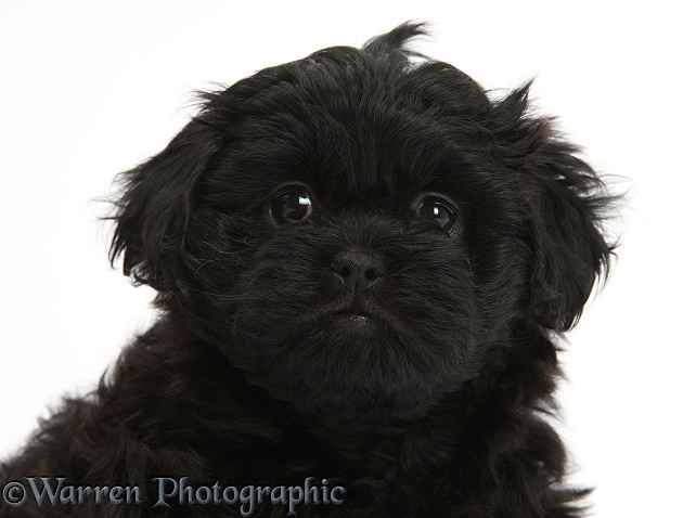 Black Peekapoo pup, 7 weeks old, white background