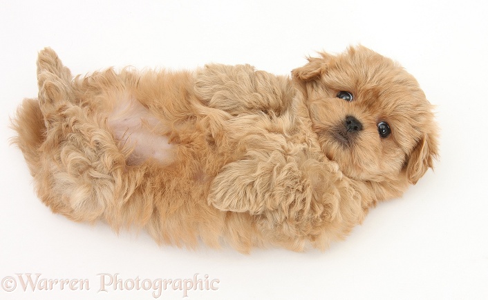 Playful Peekapoo pup, 7 weeks old, rolling on its back, white background